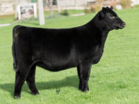 Set your alarm clocks! Bidding starts in the a.m. for the PVF Online Heifer Calf Sale!