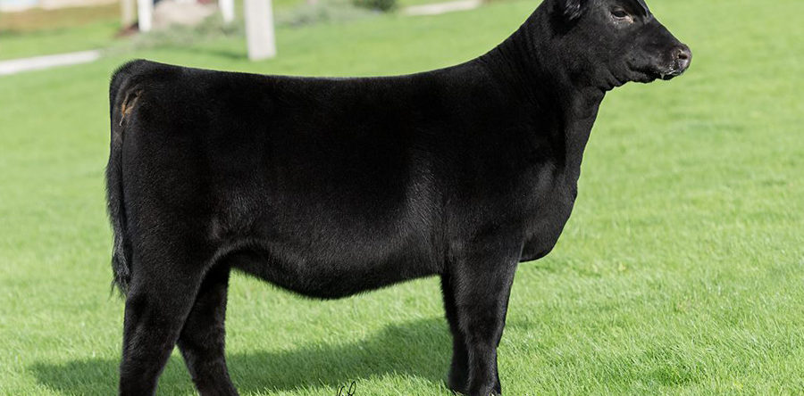 Set your alarm clocks! Bidding starts in the a.m. for the PVF Online Heifer Calf Sale!