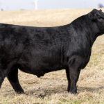 PVF TCF FROZEN 6078