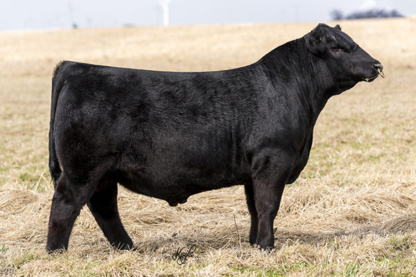PVF TCF FROZEN 6078