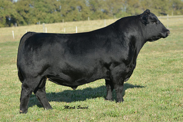 PVF INSIGHT 0129