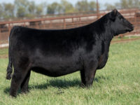Bred Heifer Sale tonight! 24 elite donor prospects all safely bred to some of the breed’s best sires.