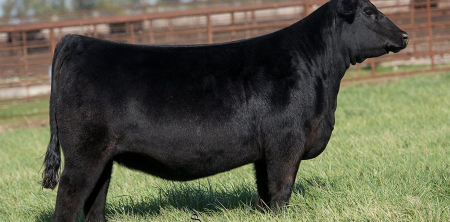 Bred Heifer Sale tonight! 24 elite donor prospects all safely bred to some of the breed’s best sires.