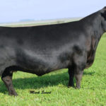 DAMERON PVF PROVEN QUEEN 010