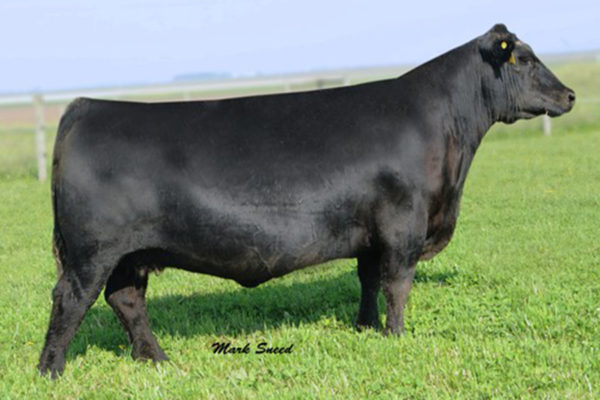 DAMERON PVF PROVEN QUEEN 010
