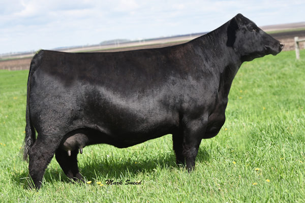 PVF BLACKBIRD 1167