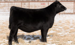 2018 Illinois Beef Expo Consignment