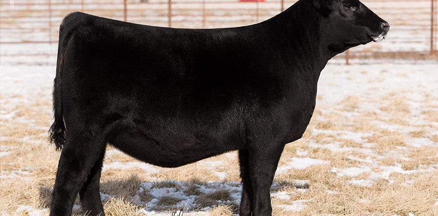 2018 Illinois Beef Expo Consignment