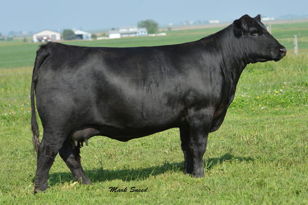 PVF PROVEN QUEEN 2106