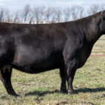 PVF BLACKBIRD 3127