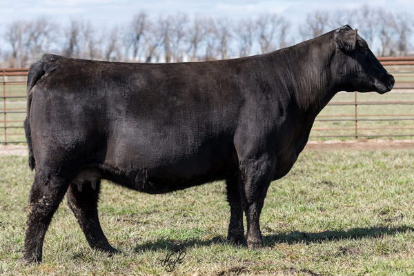 PVF BLACKBIRD 3127