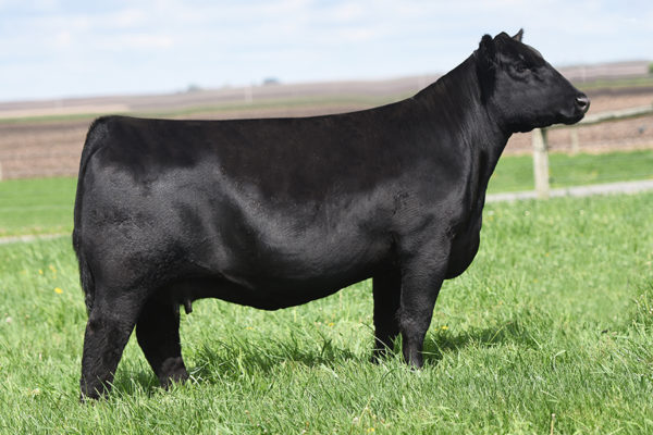 PVF PROVEN QUEEN 4032