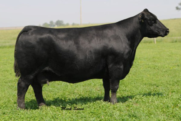 PVF Proven Queen 602