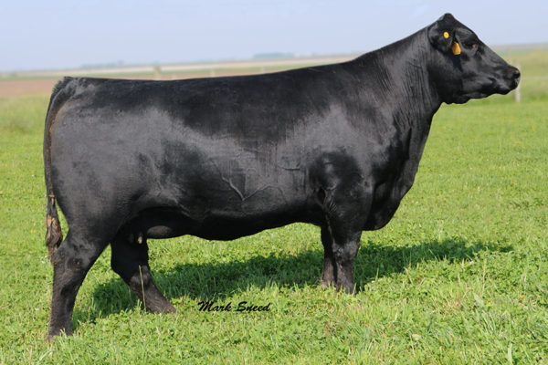 FCF SCC PVF Proven Queen 615