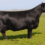 THOMAS LUCY 7360