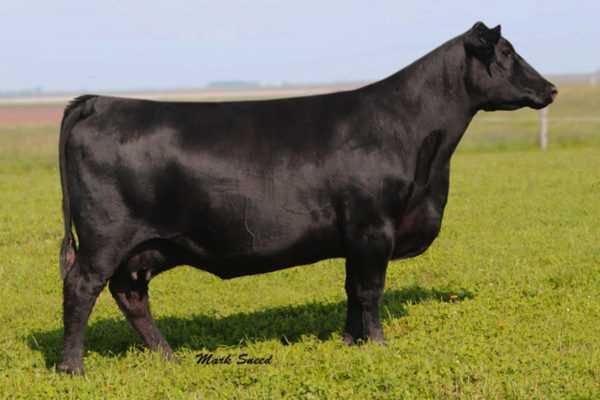 THOMAS LUCY 7360