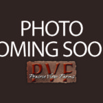 DAMERON PVF RAPTOR 702