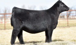 Lot 1 – 2018 Production Sale