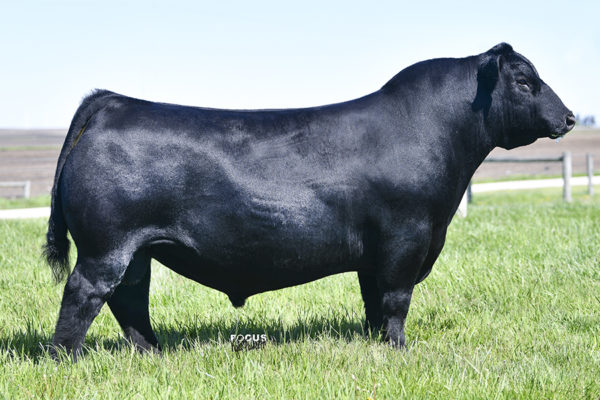 WB PENDLETON 708 PVF SWSN