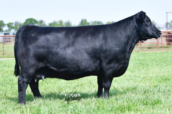 PVF PROVEN QUEEN 3033