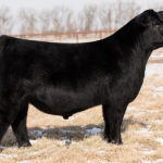 PVF THE NATURAL 7042