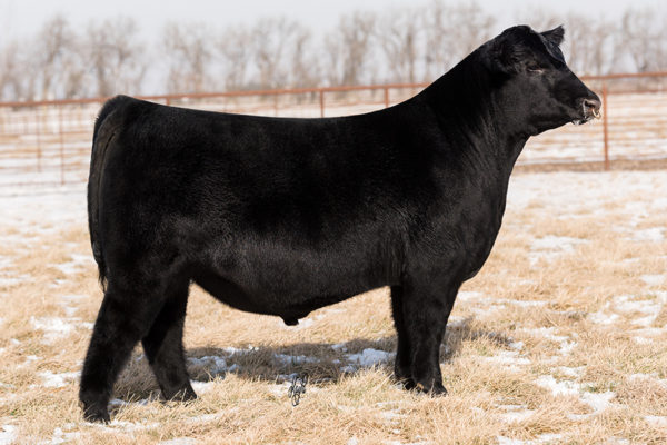 PVF THE NATURAL 7042