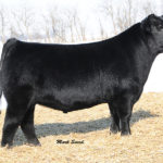 PVF WINDFALL SCC 9005