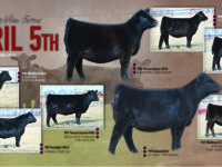 Annual Production Sale