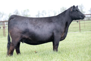 PVF Missie 6298