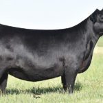 PVF Missie 6311