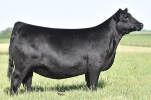 PVF Missie 6311