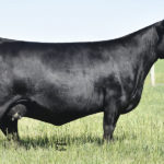 PVF PROVEN QUEEN 5094