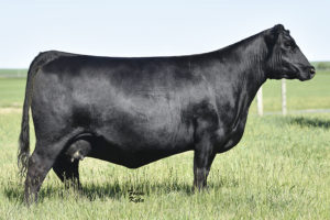PVF PROVEN QUEEN 5094