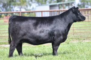 PVF Blackbird 7001