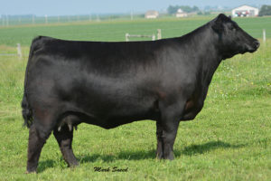 PVF Blackbird 3070