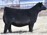 2021 Spring Production Sale Catalog NOW POSTED!