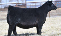 2021 Spring Production Sale Catalog NOW POSTED!