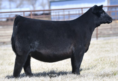 2021 Spring Production Sale Catalog NOW POSTED!