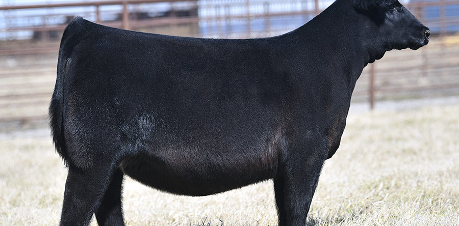 2021 Spring Production Sale Catalog NOW POSTED!