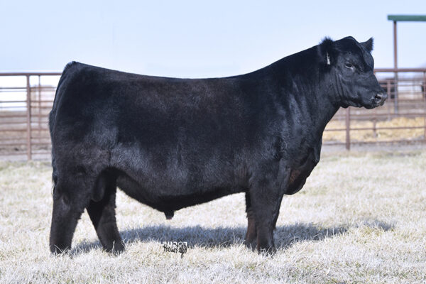 PVF Kingpin 0058