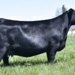 PVF Lucy 4189