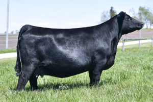 PVF Lucy 4189