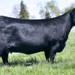 PVF Proven Queen 5087