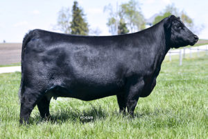 PVF Proven Queen 5087