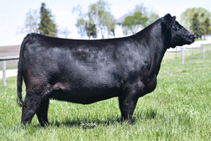 PVF Missie 6228