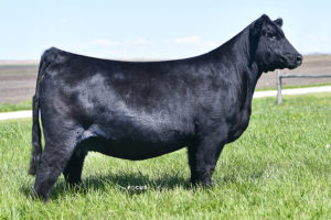 PVF Missie 8246