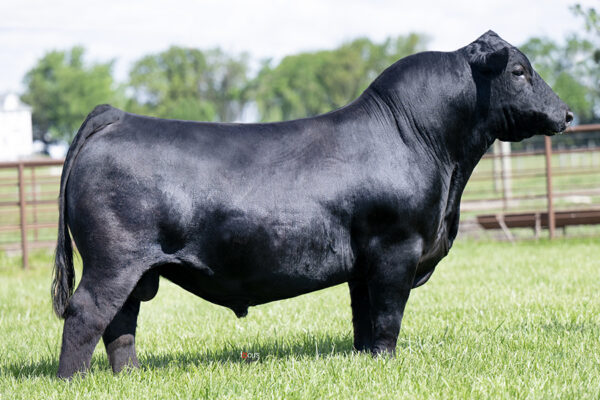 PVF Marvel 9185