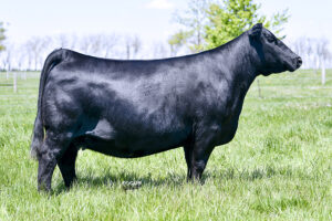 PVF Proven Queen 6150