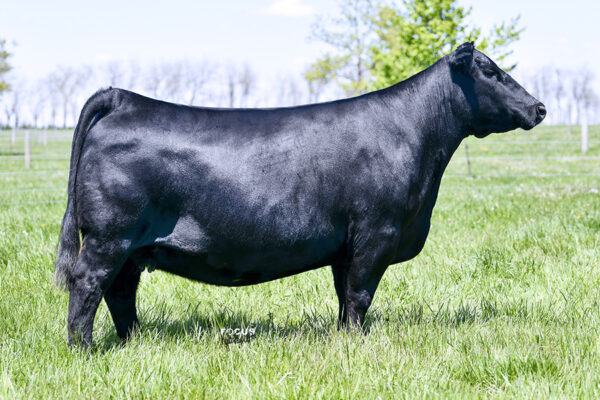 PVF Proven Queen 6150