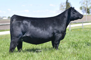PVF Proven Queen 8256